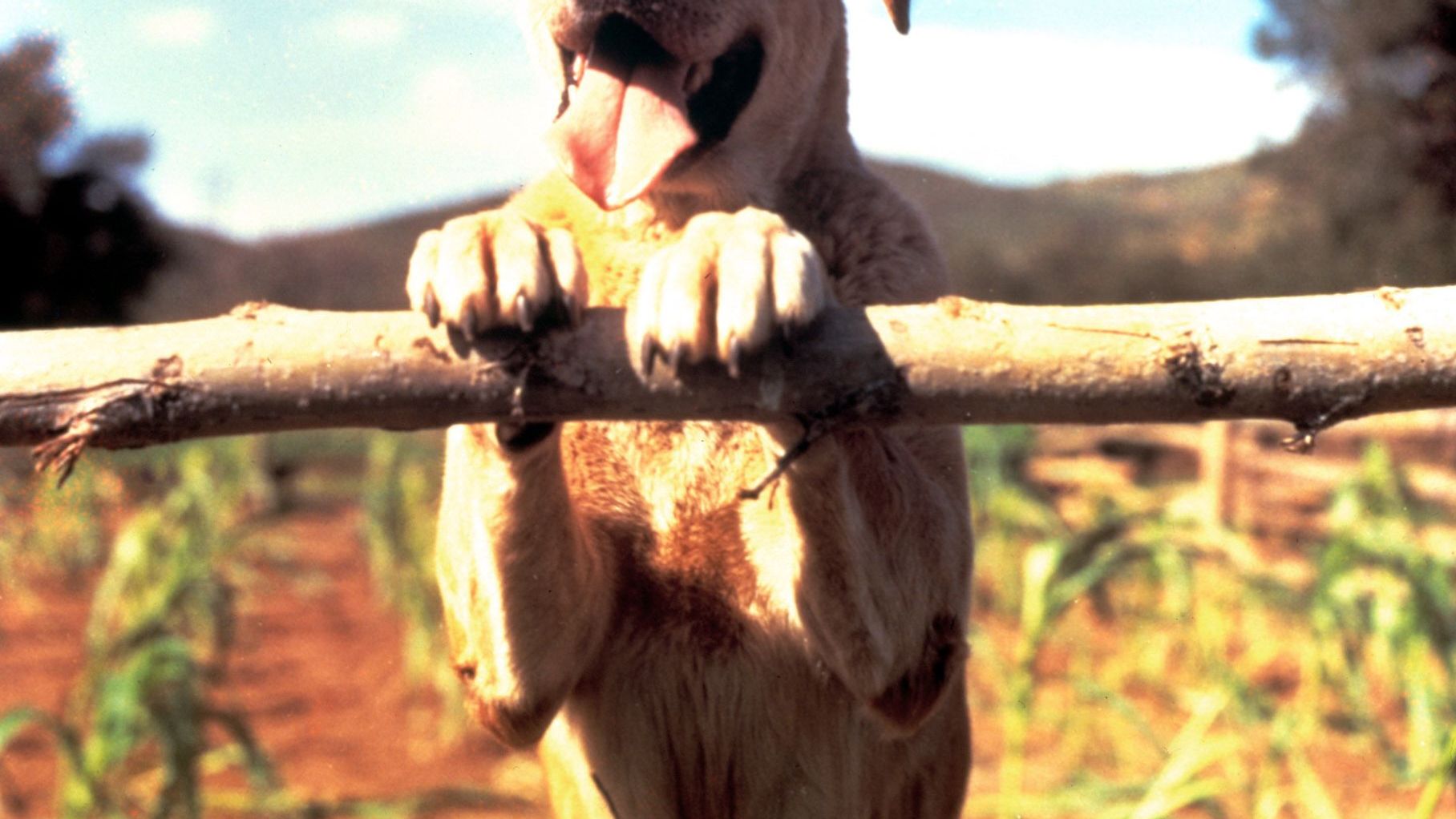 Old Yeller from "Old Yeller."