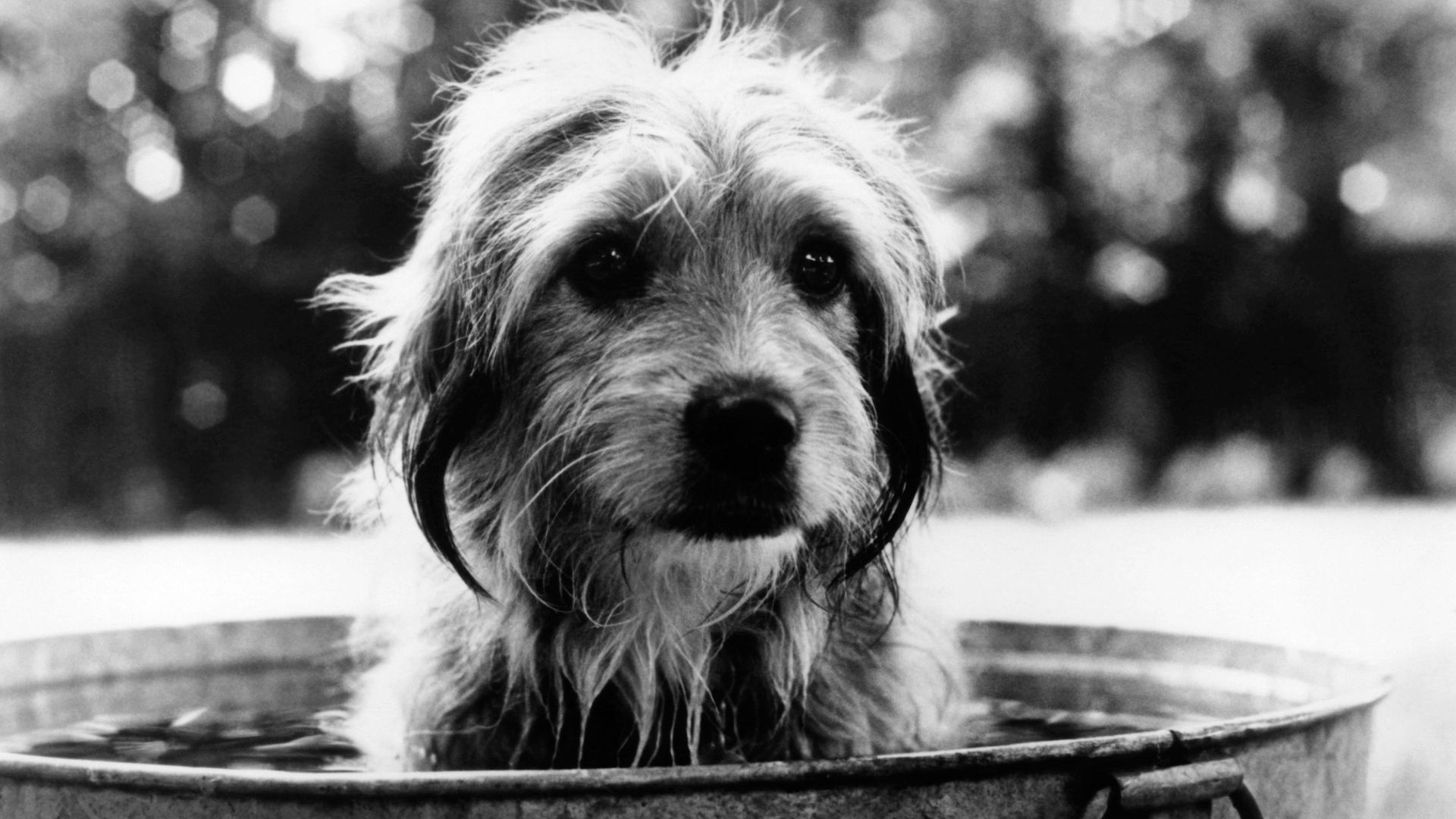 Benji from "Benji (1974)."