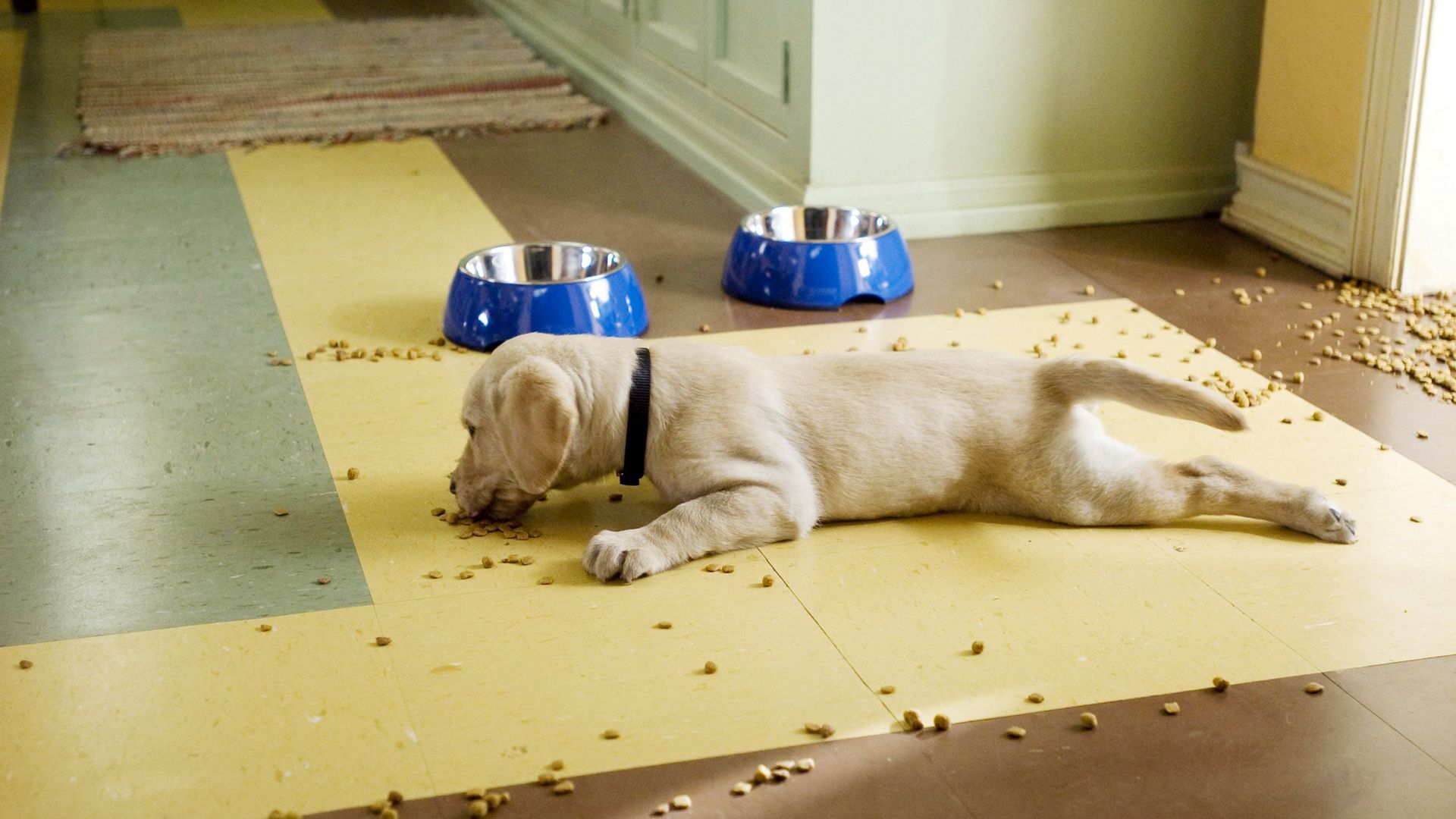 Marley from "Marley & Me."